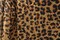1 Yard Amber Cheetah 4-Way Stretch Sequin Mesh Printed Fabric Multipurpose 36" x 60"